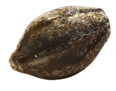 erbaceous