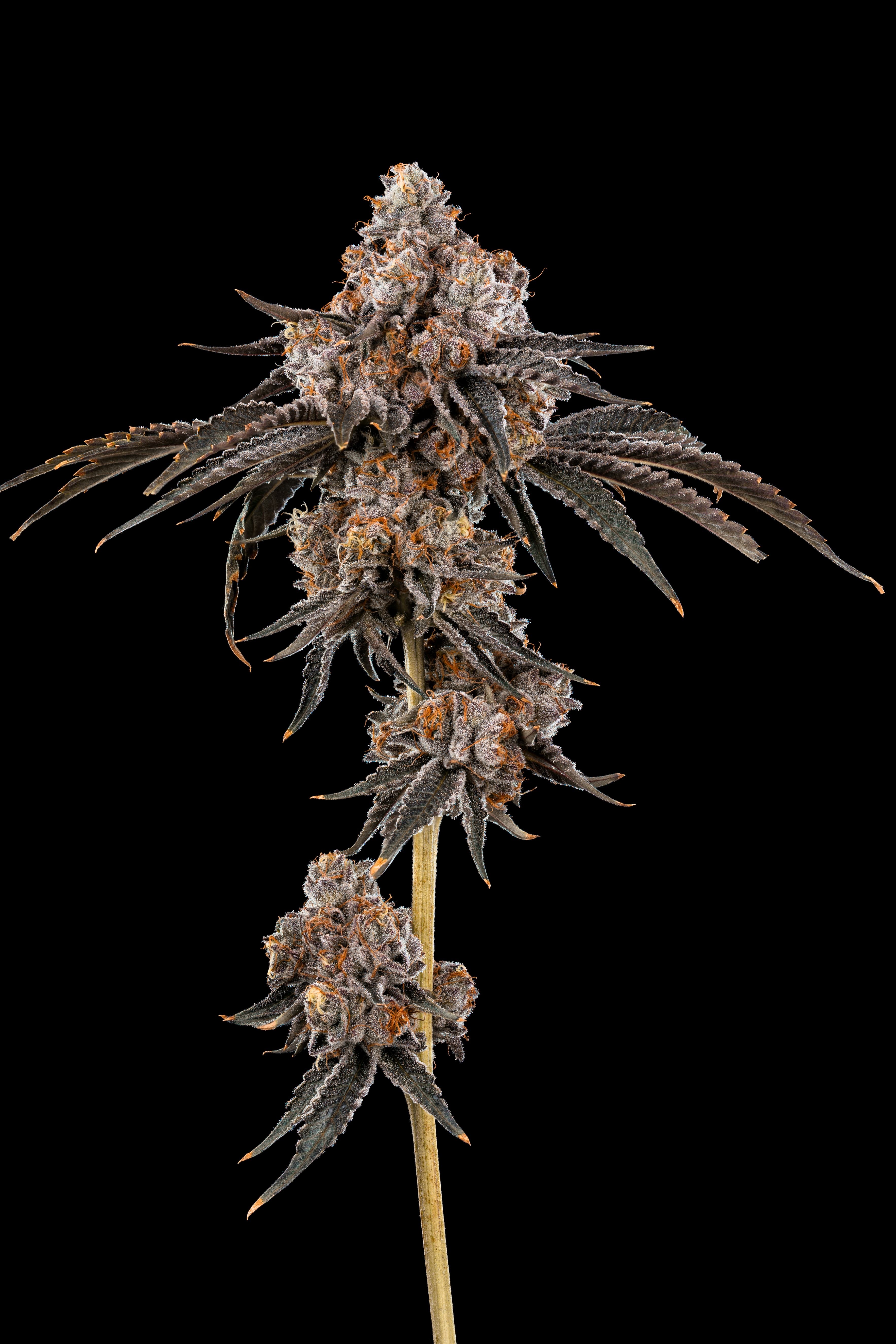 Backpack Boyz Backpackboyz Blue Guava Gelato 3.5g Prepack