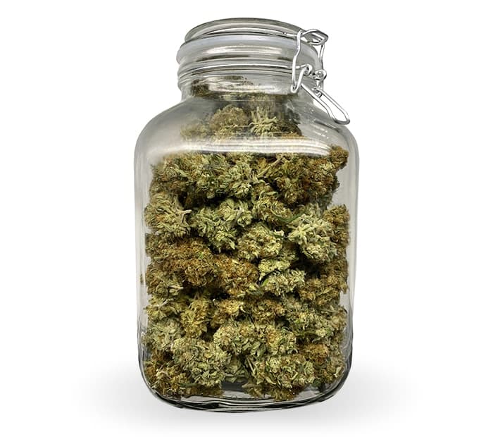 Karmic Elevation Acapulco Gold - S