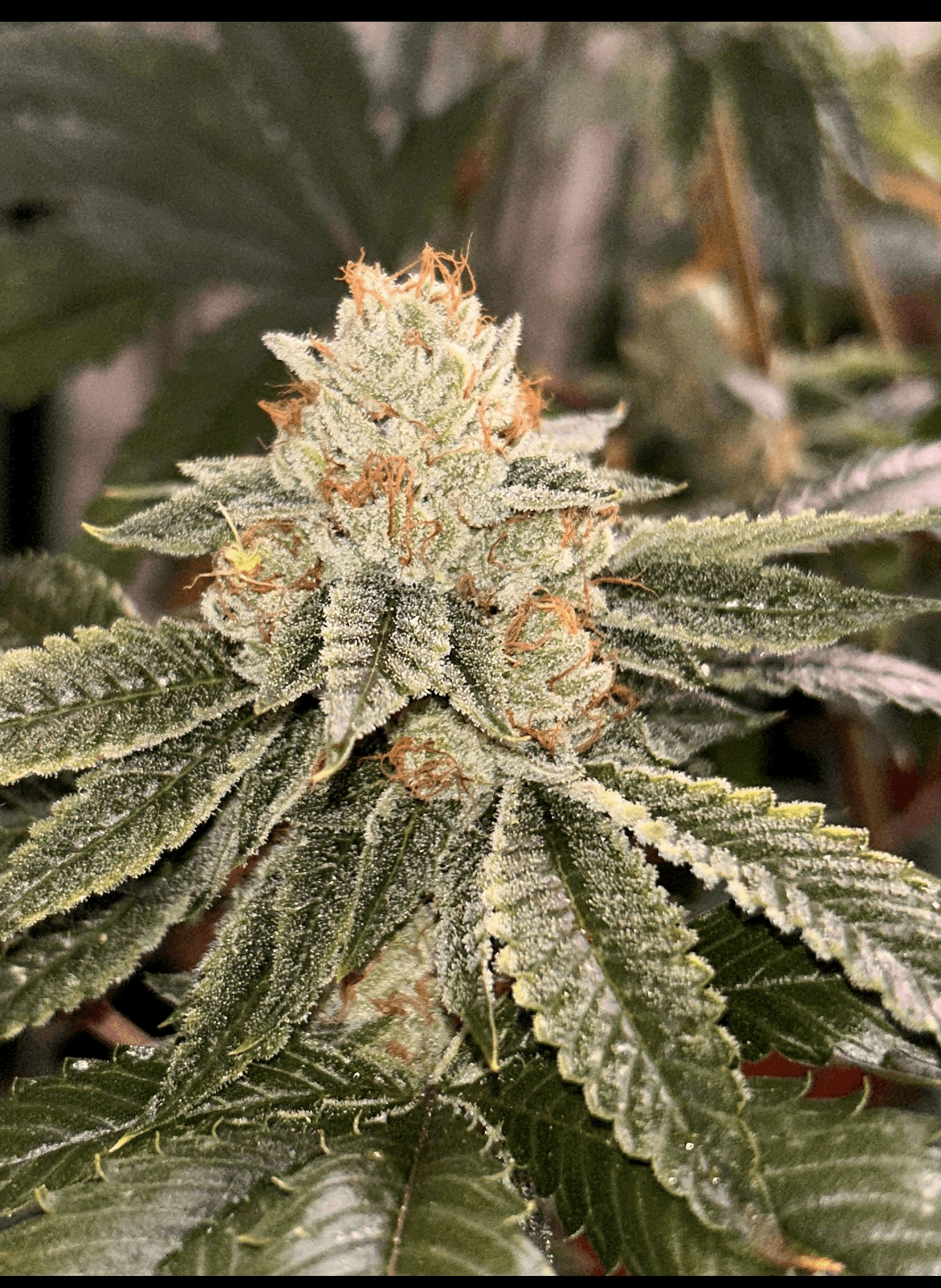 OG FARMS OG Gardens - Dog Walker (25.16%) - 1/8