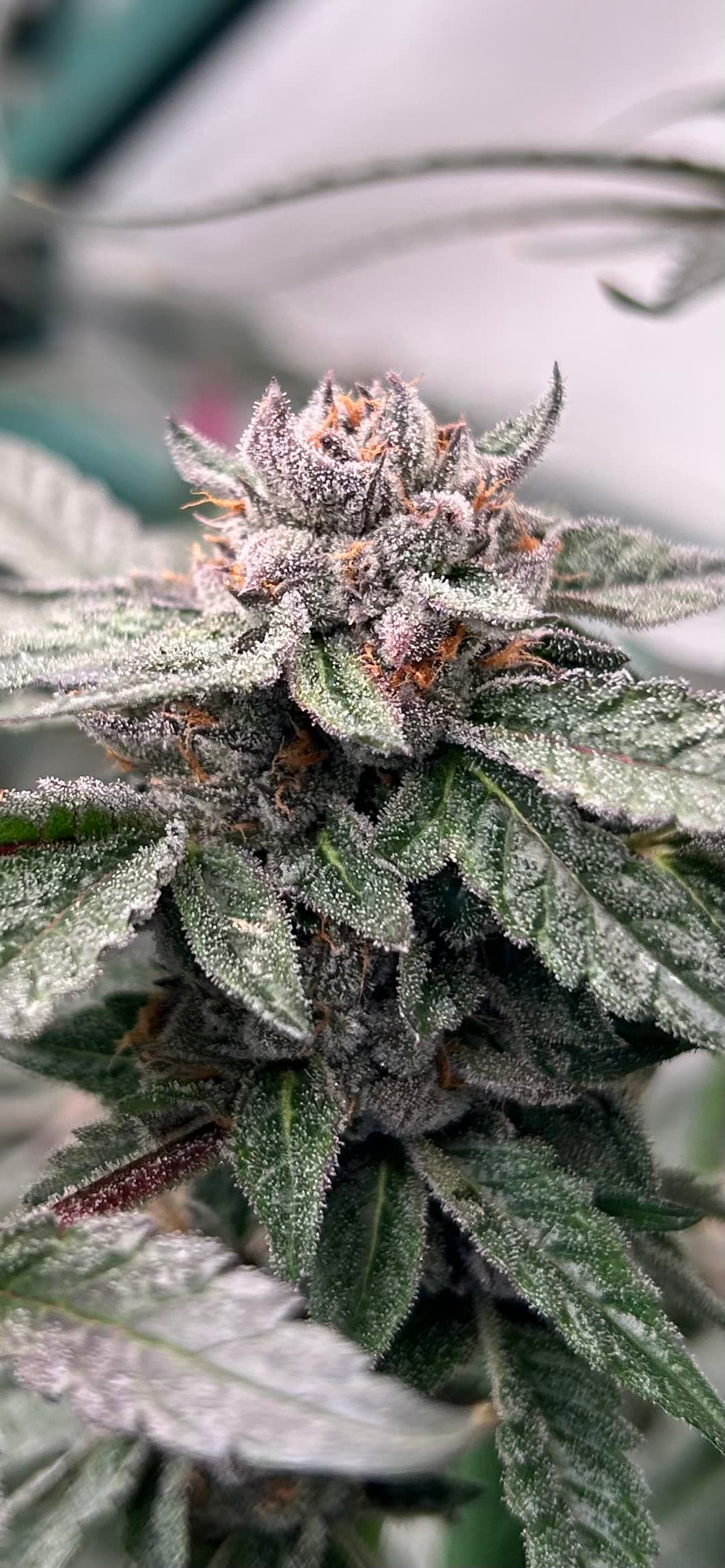 OG FARMS OG Gardens - Lemon Cherry Gelato (19.65%) - 1/8