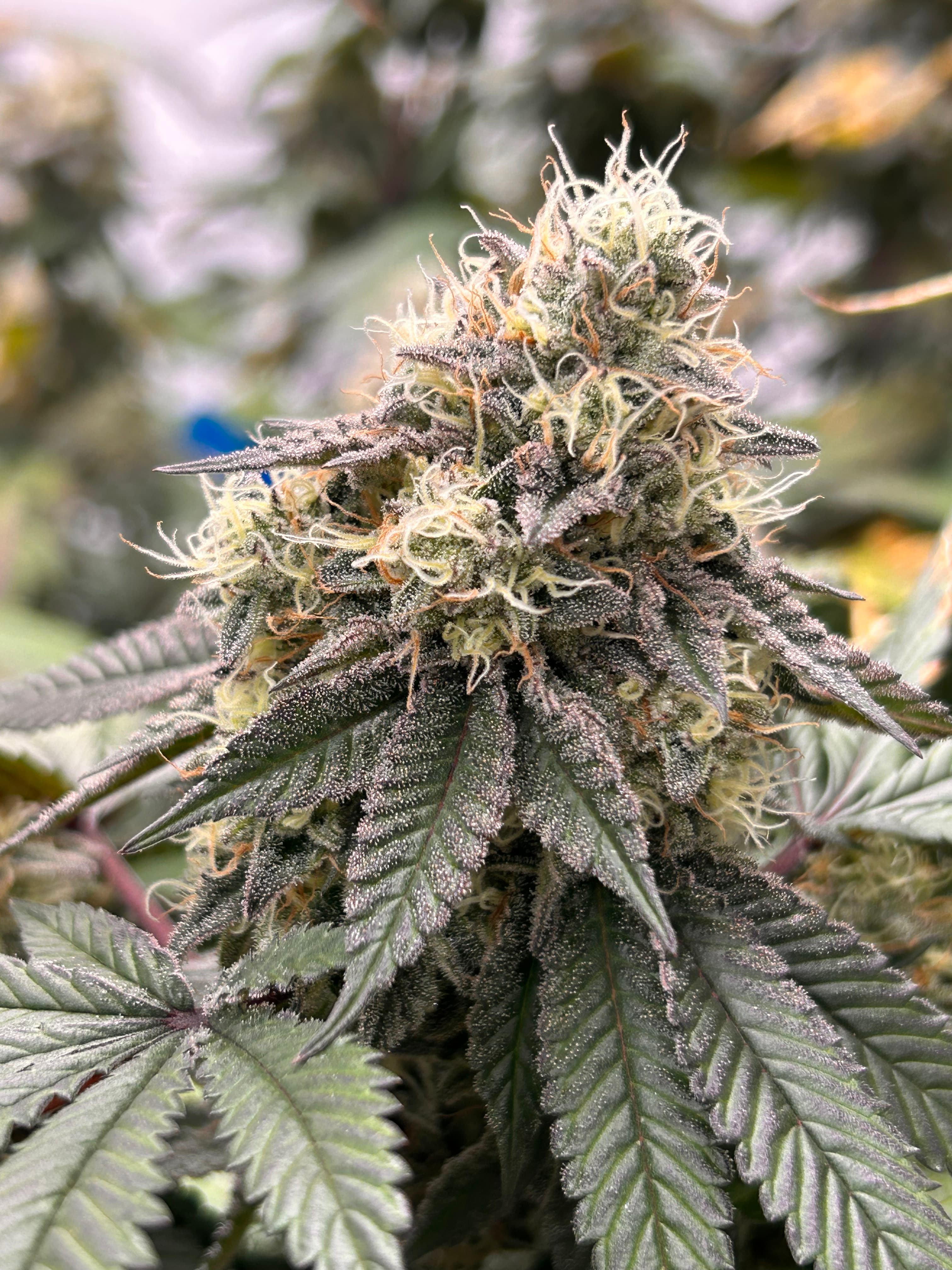 OG FARMS OG Gardens - Medellin (26.50%) - 1g