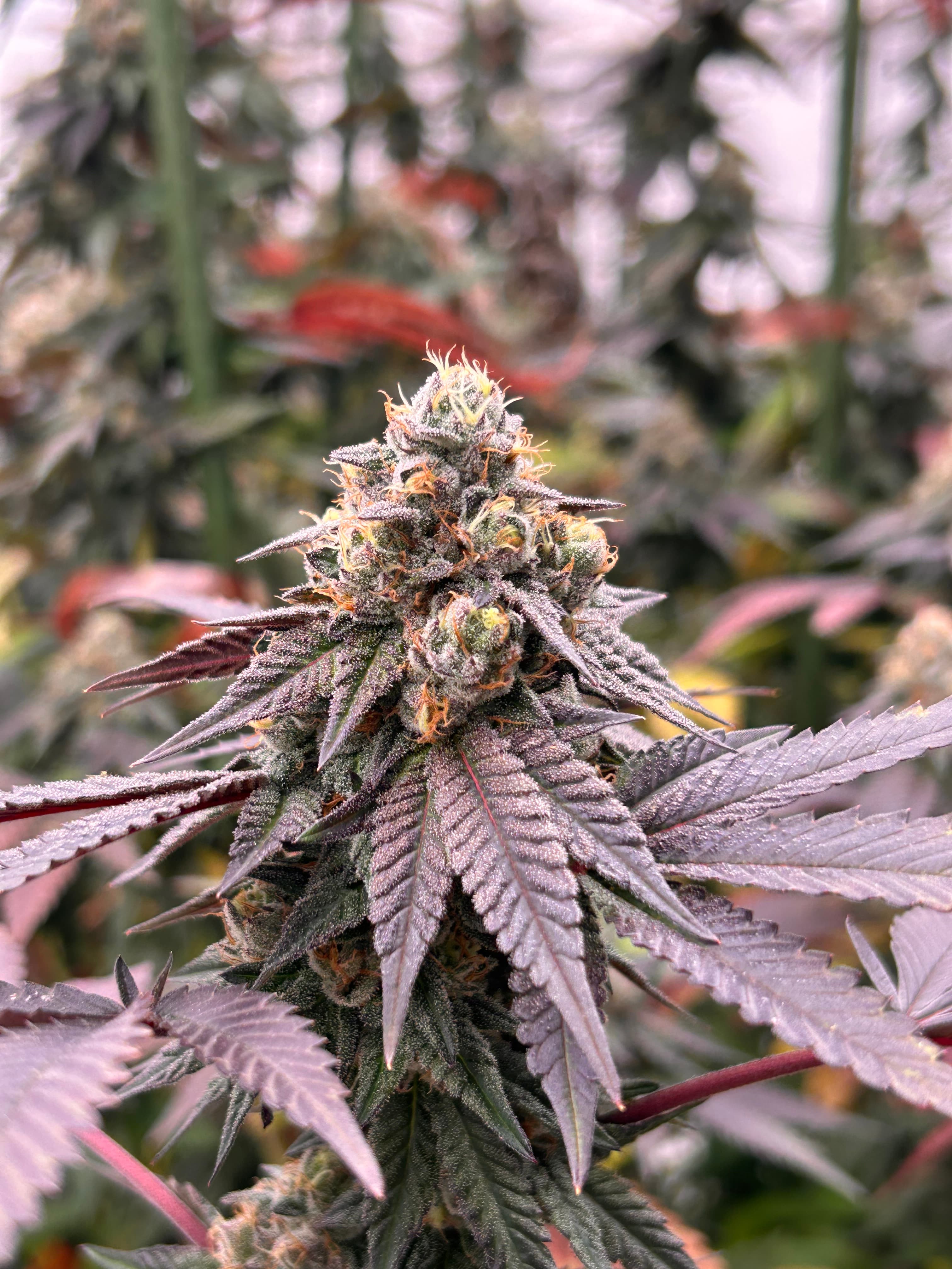 OG FARMS OG Gardens - High Octane (22.73%) - 1g