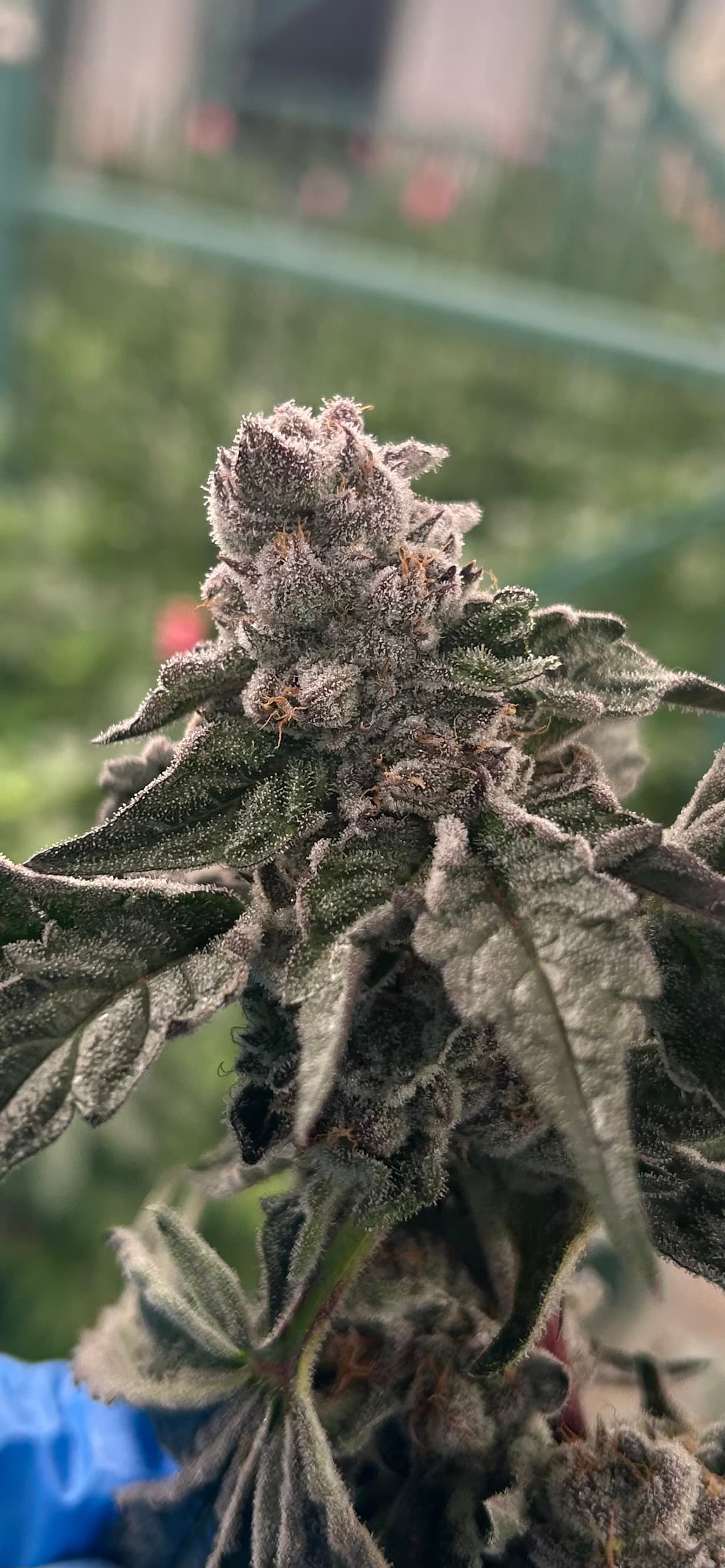 OG FARMS OG Gardens - Permanent Marker (21.61%) - 1/8