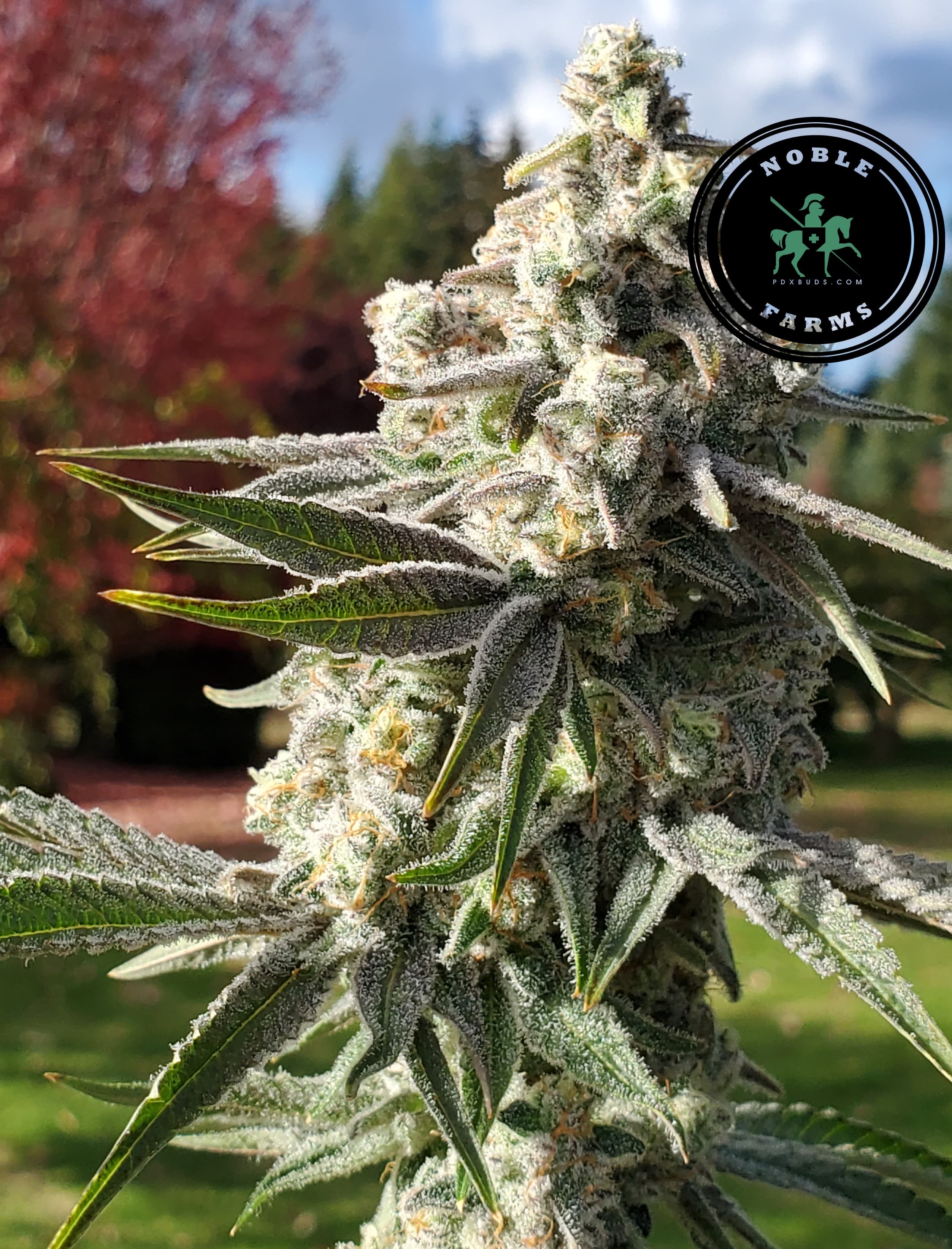 Noble Farms OMMP Blueberry