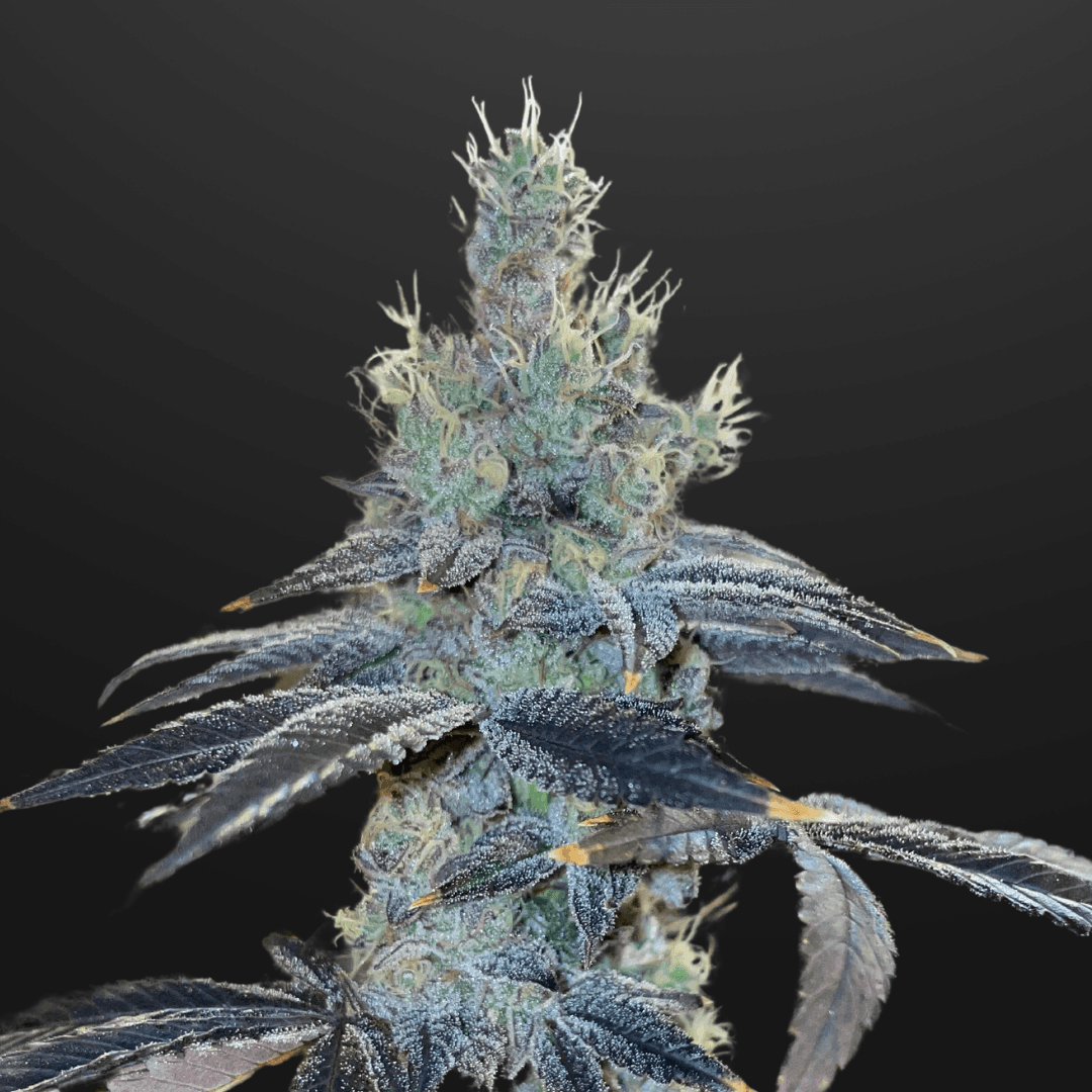 Green Aloha GovernMint Oasis