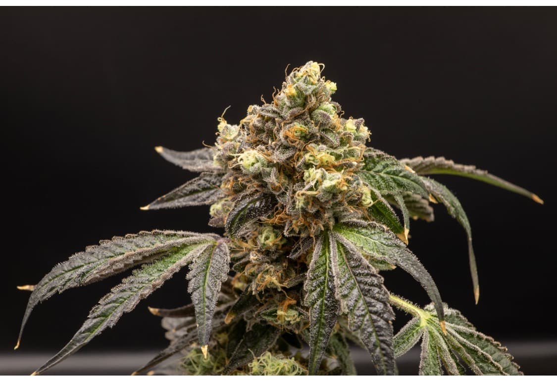 Green Aloha Wedding Cake