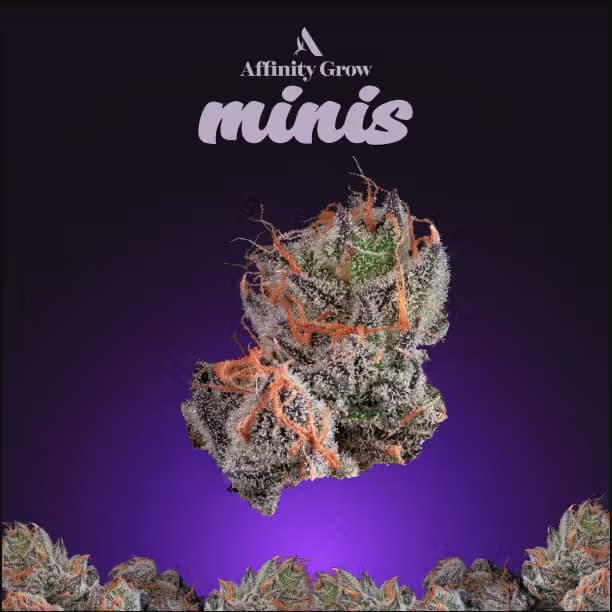 Affinity Pre-rolls