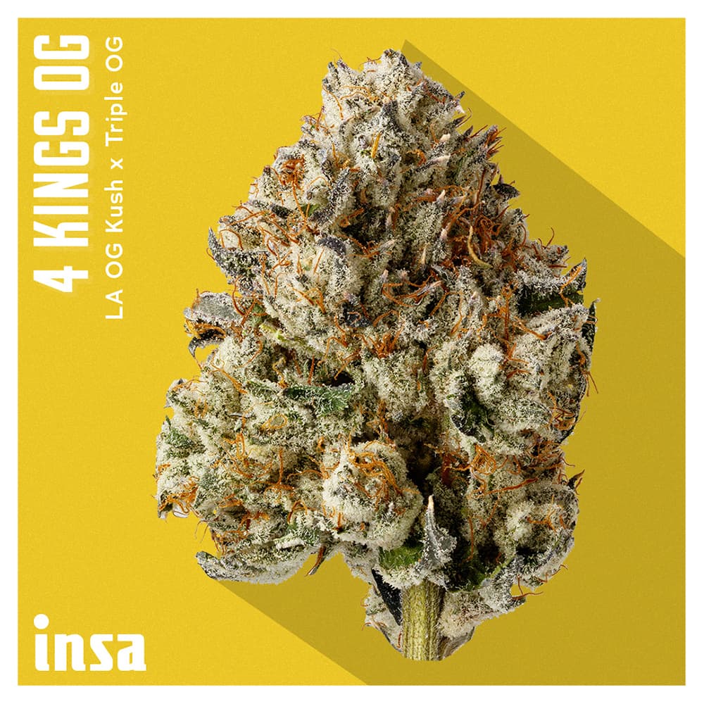 Insa