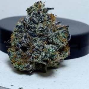 Agro Couture Rosebud Kush
