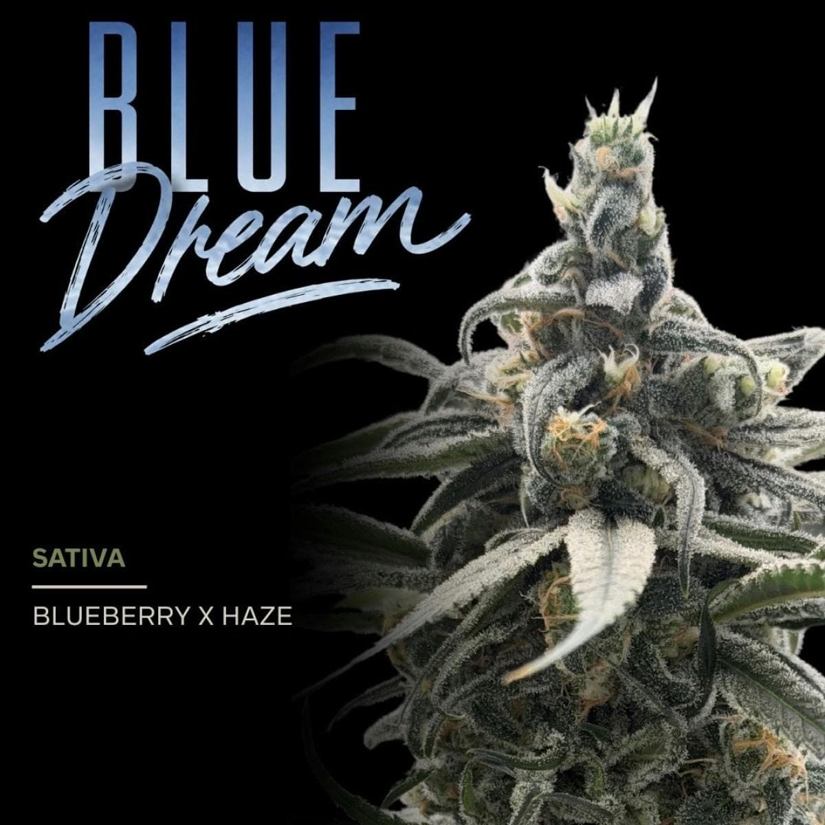 LOUD Blue Dream | 3.5g