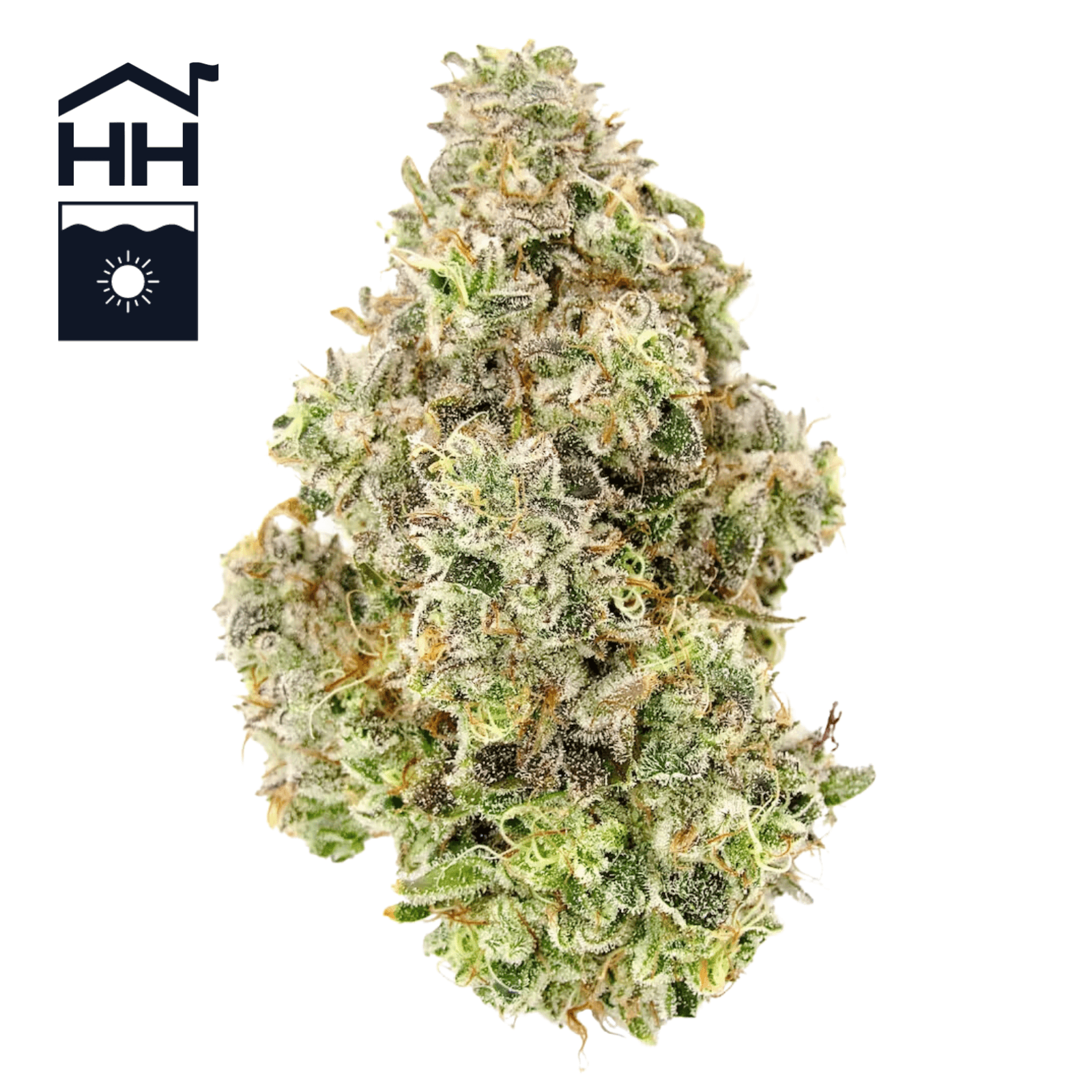 Harbor House Collective