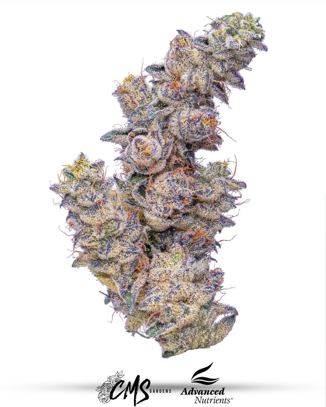Constellations Blue Gas Can (TAX INCLUDED)
