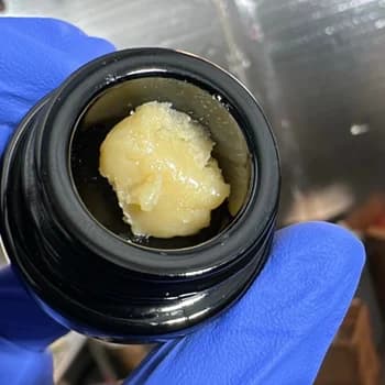 Malek's Black Maple | 1G | Live Rosin