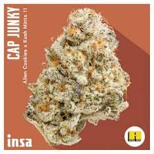 Insa