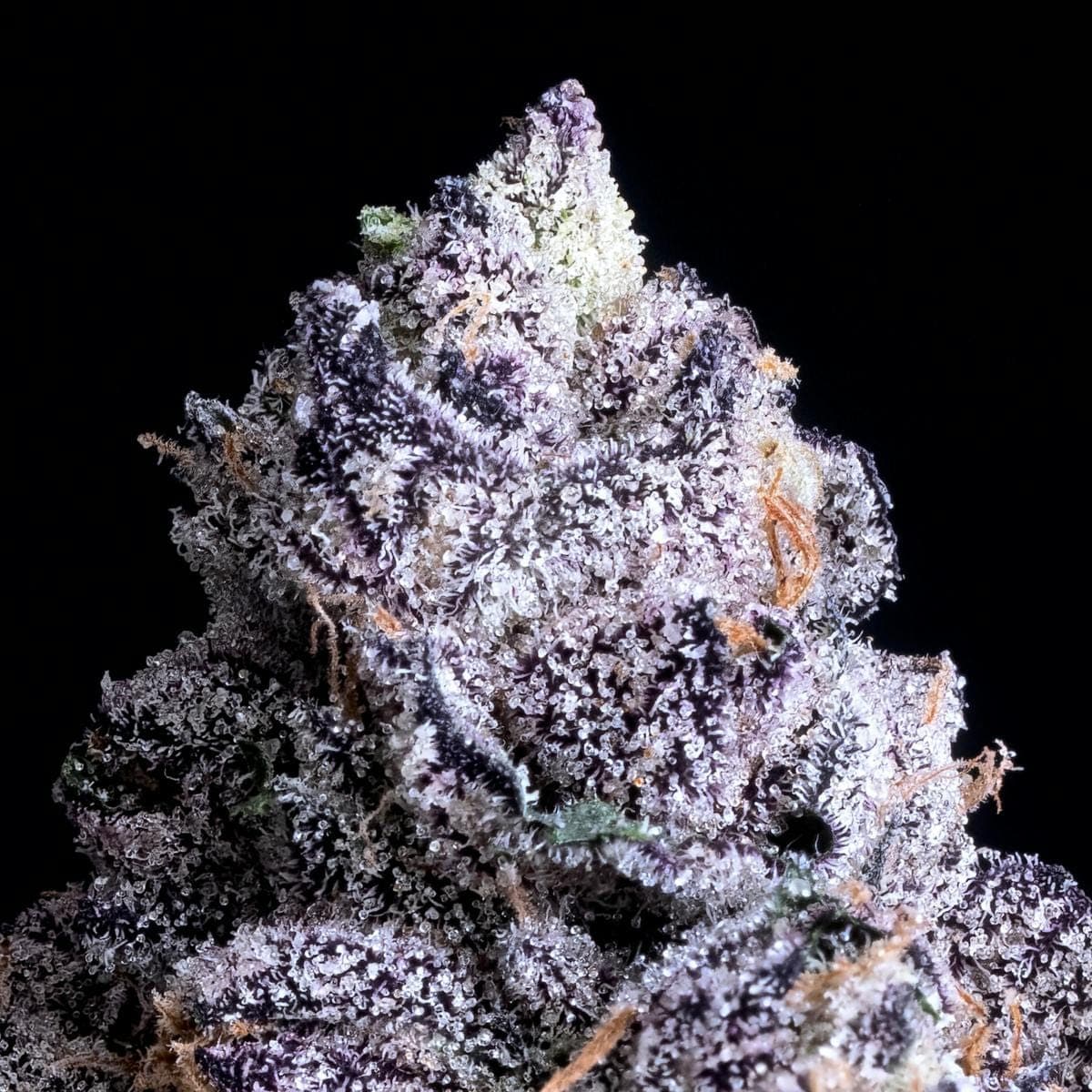 Maven Genetics 3.5G - PRIZM