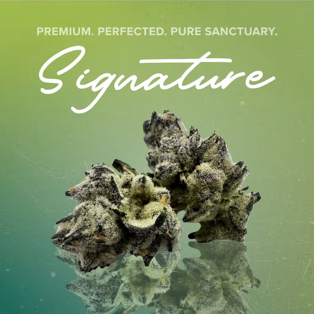 Sanctuary Cannabis Hawaiian Lion