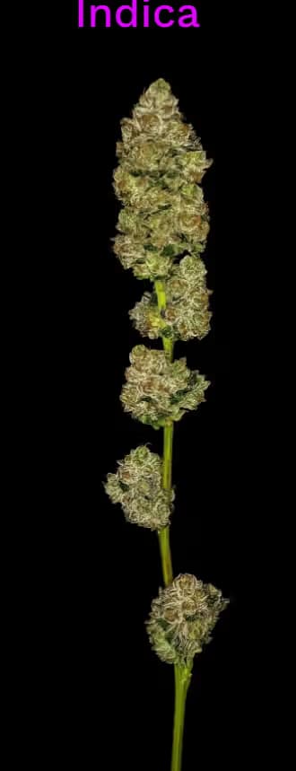 Fathom Cannabis Deep Space 3.5g