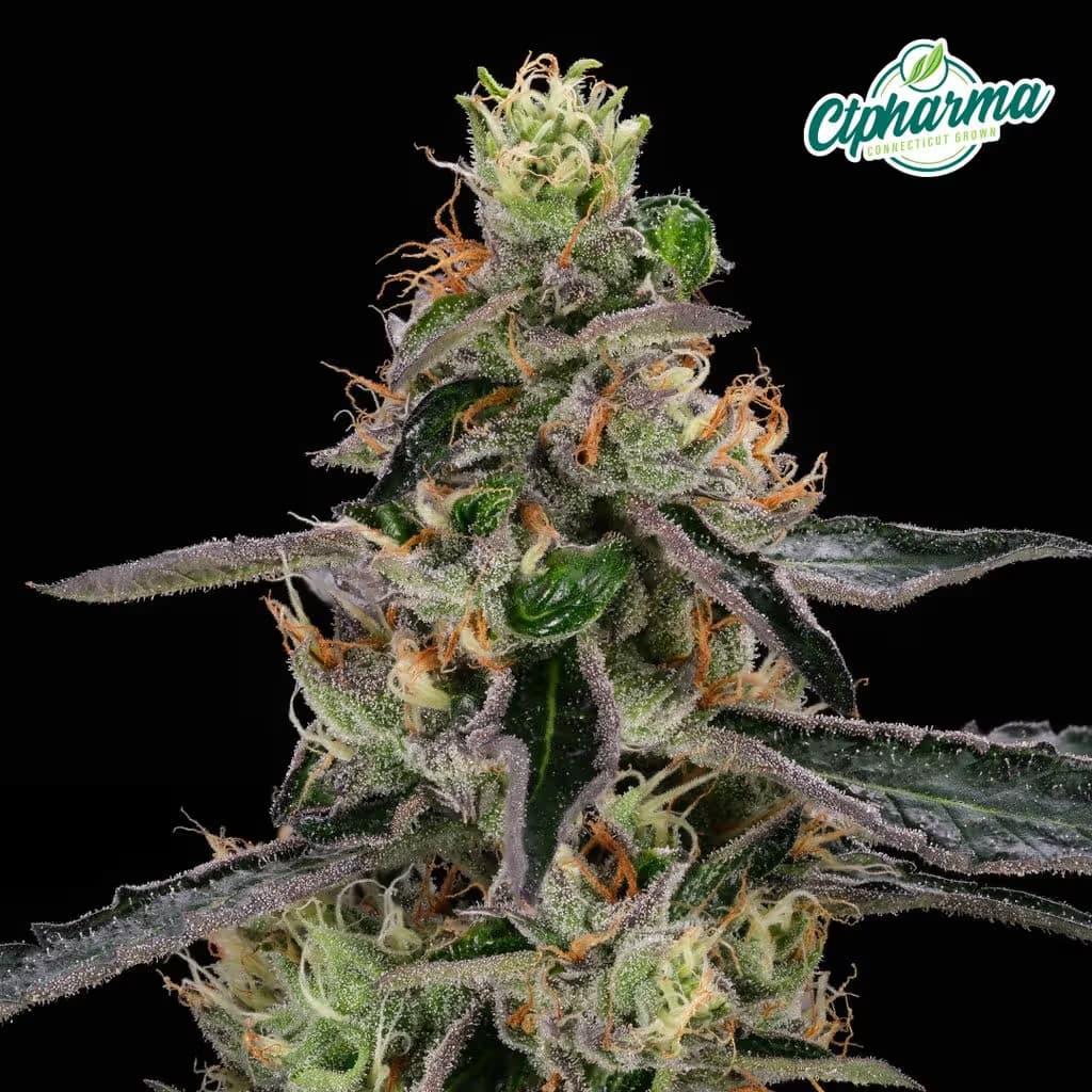 CTPharma Deep Blue Gas
