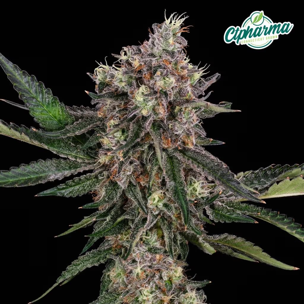 CTPharma Strawberry Pave