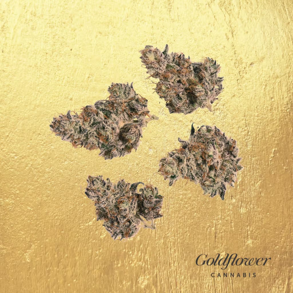 Goldflower Cherry Noir - #2