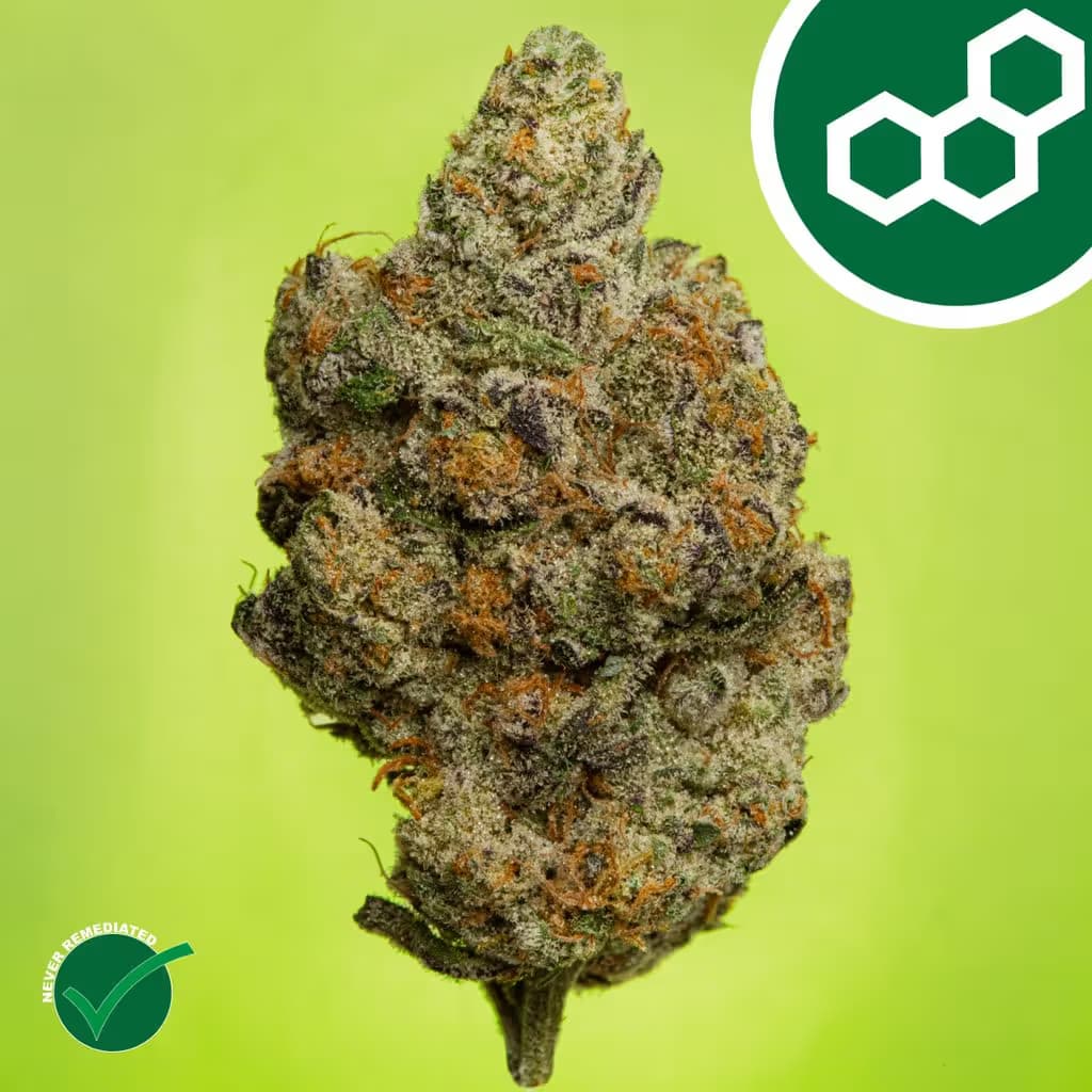 Theraplant Carbon FBR