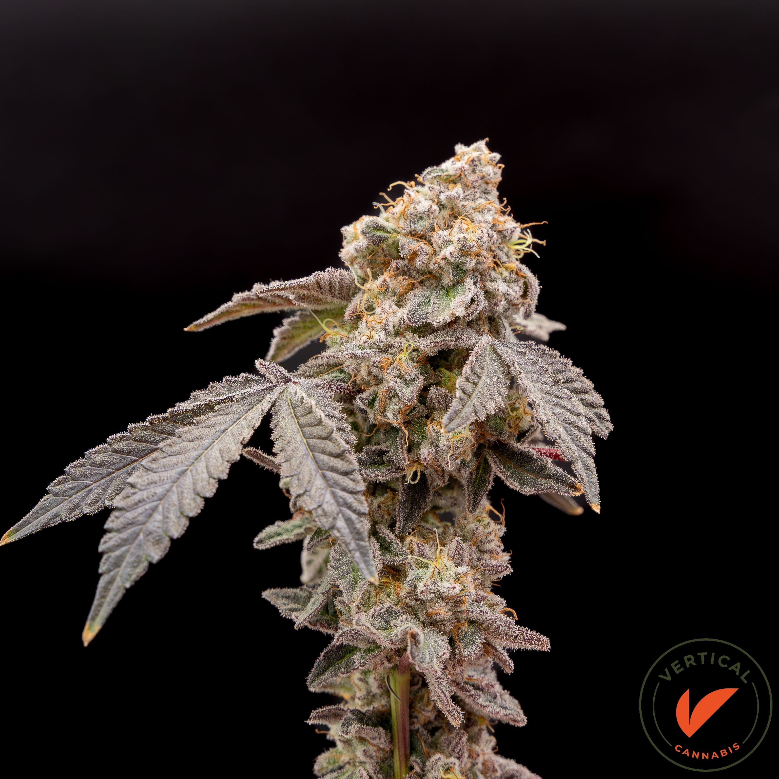 Vertical Cannabis 14g Smalls | Purple Starfruit