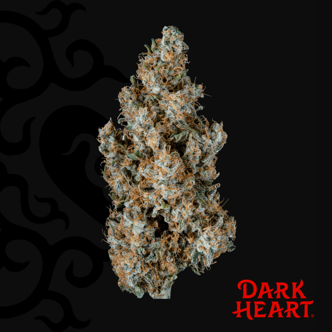 Dark Heart Titan Express Whole Flower