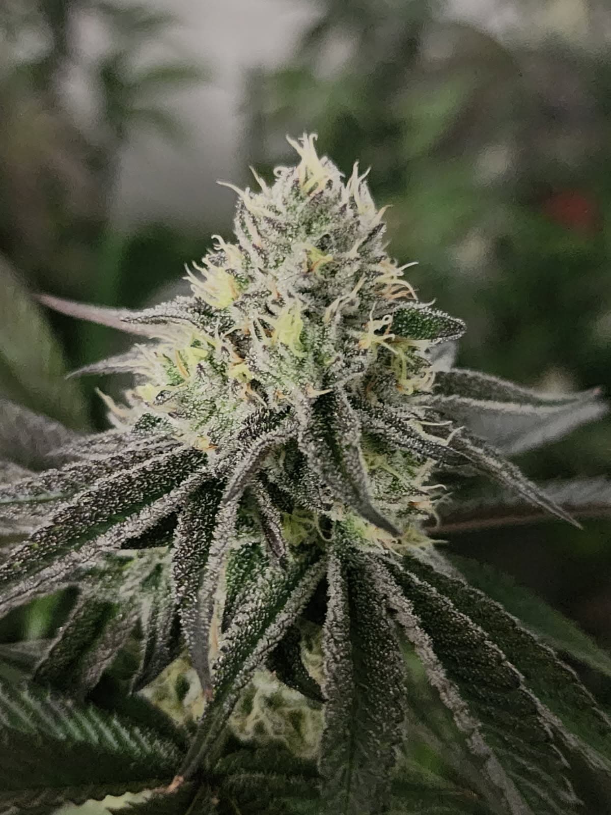 OG OG Gardens - Body Guard (25.87%) - 1g