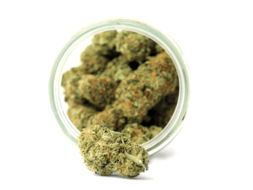 Collie Fields LEMON CHERRY GELATO