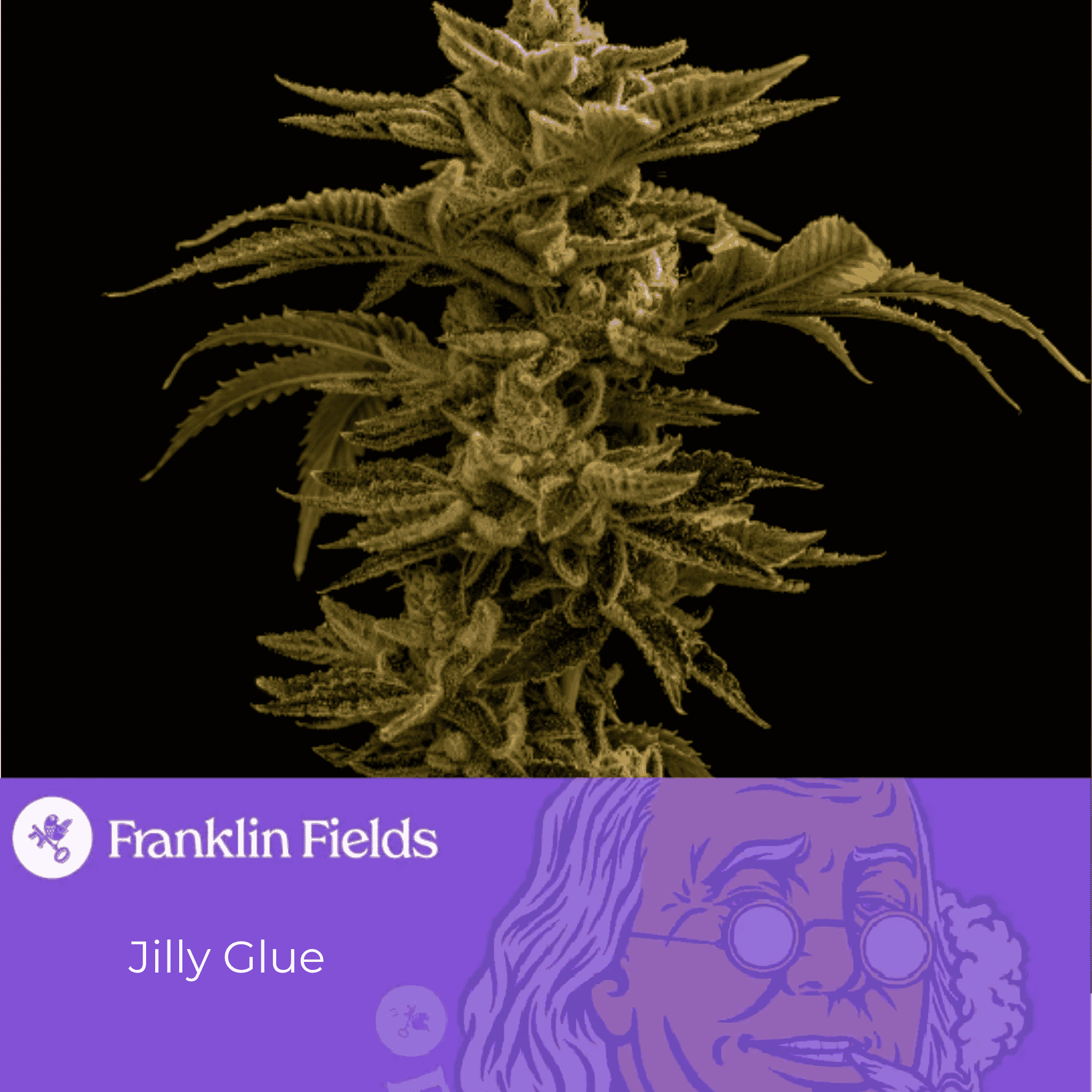 FRANKLIN FIELDS Franklin Fields Jilly Glue