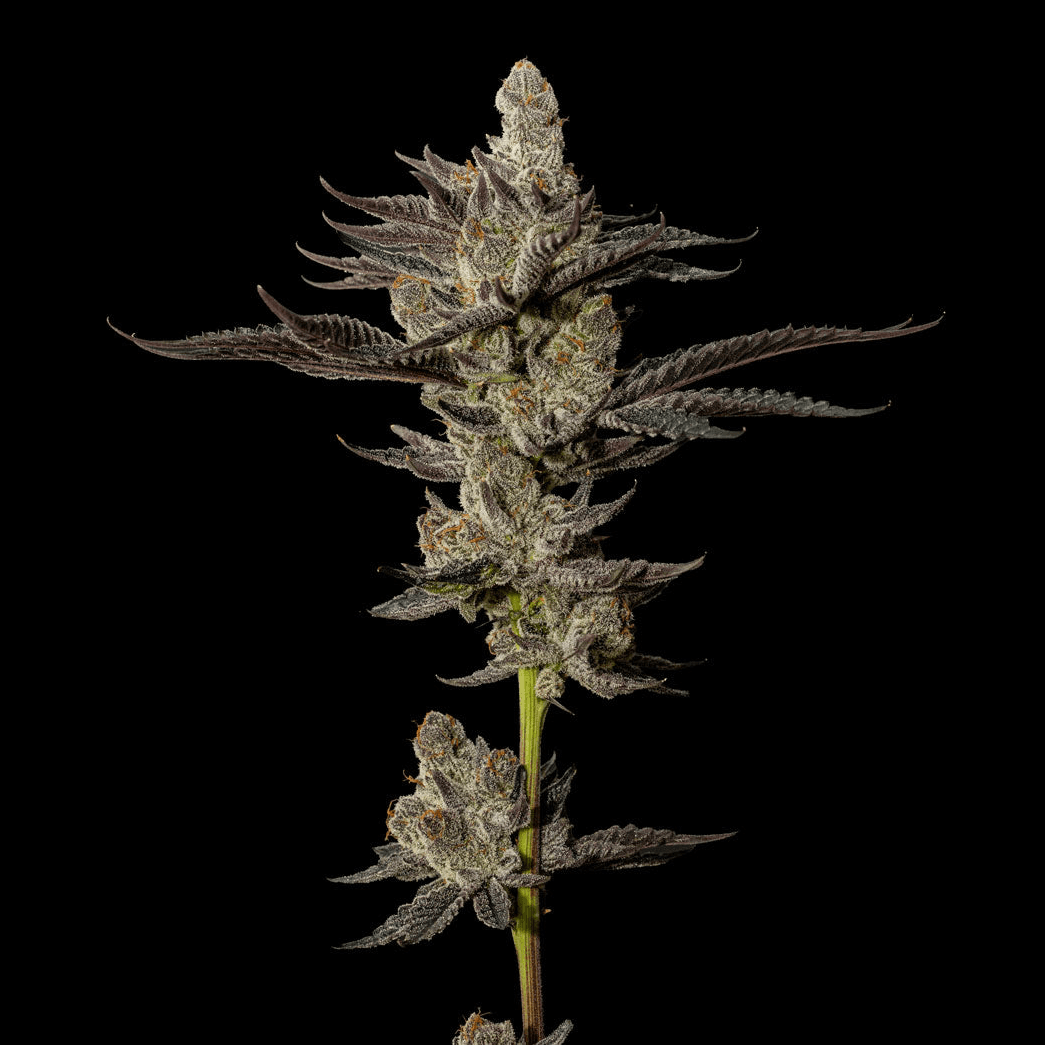 Exotic Cropz Dream Factory