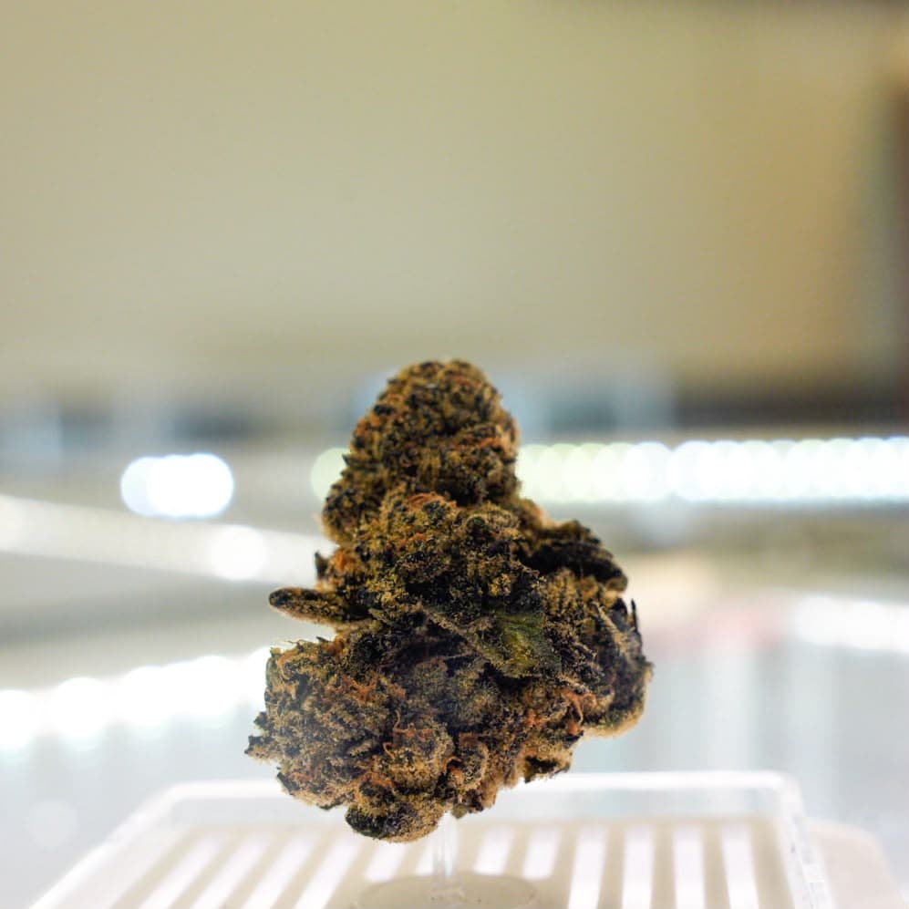 Campfire Cannabis Purple Milk