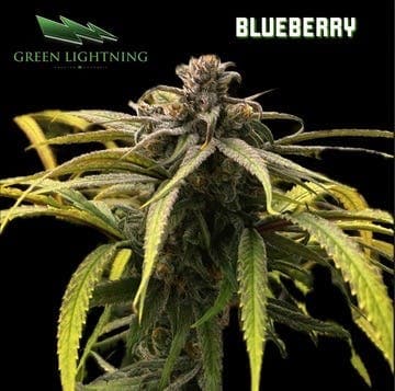 GREEN LIGHTNING Blueberry