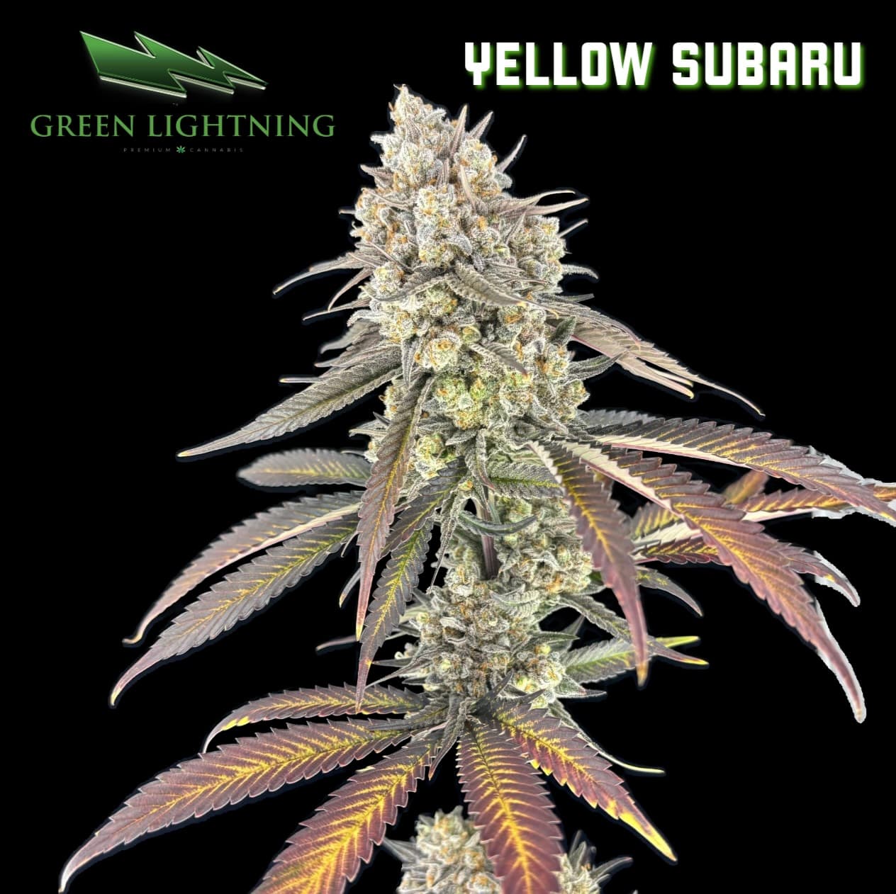 GREEN LIGHTNING