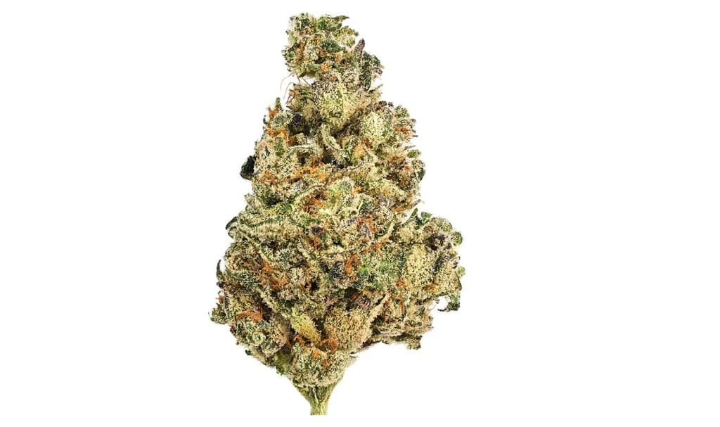 Green Dragon