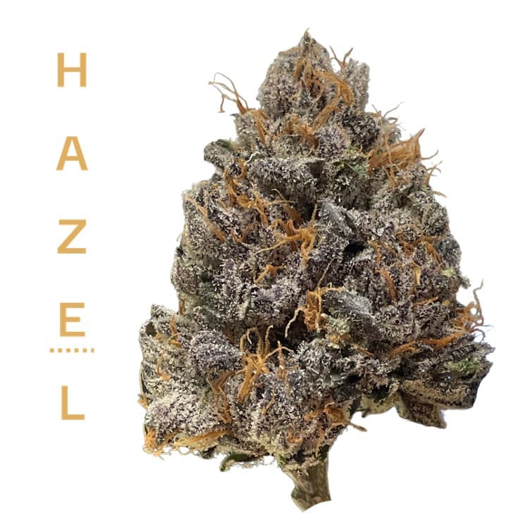 Hazel