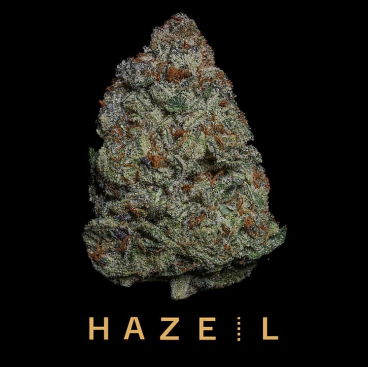 Hazel