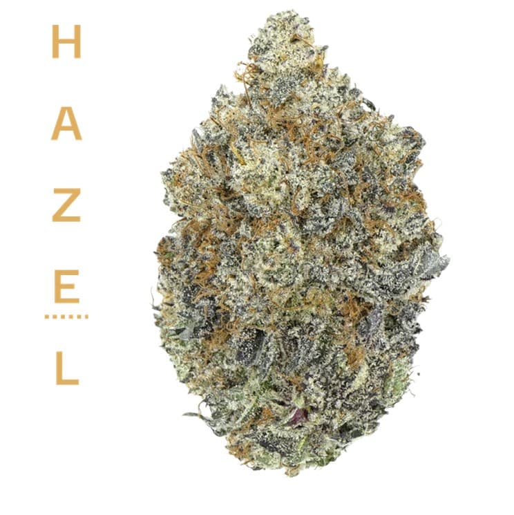 Hazel
