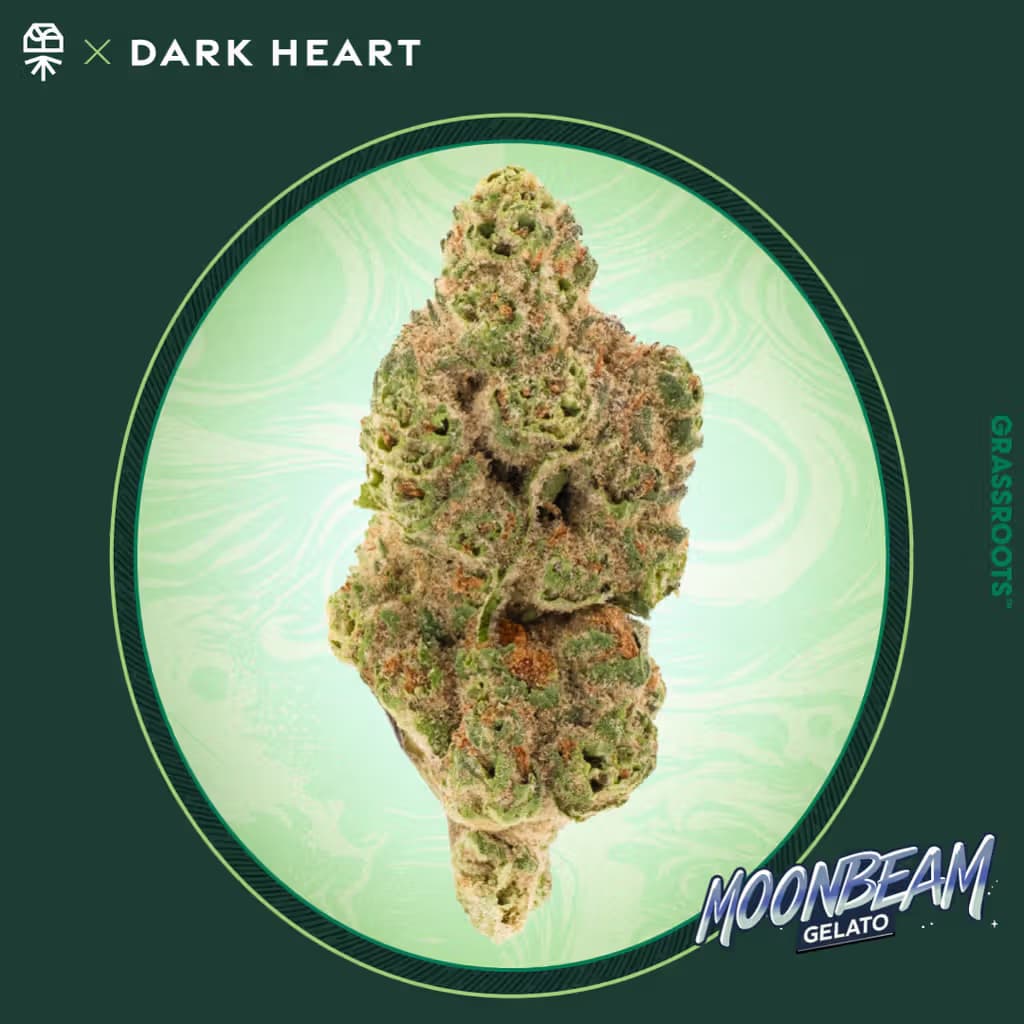 Dark Heart Moonbeam Gelato Whole Flower