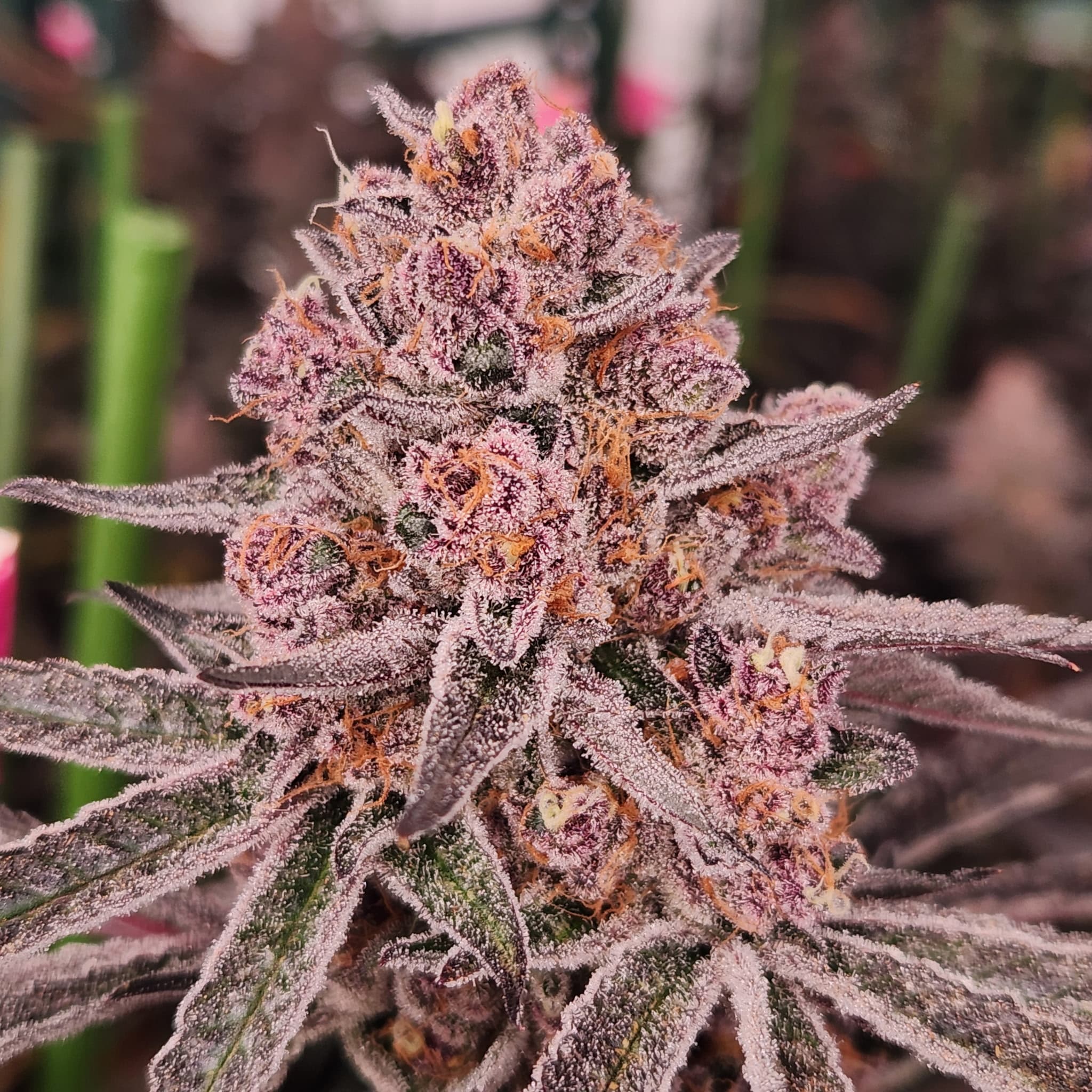 OG Gardens - Super Boof (28.03%) - 1/8