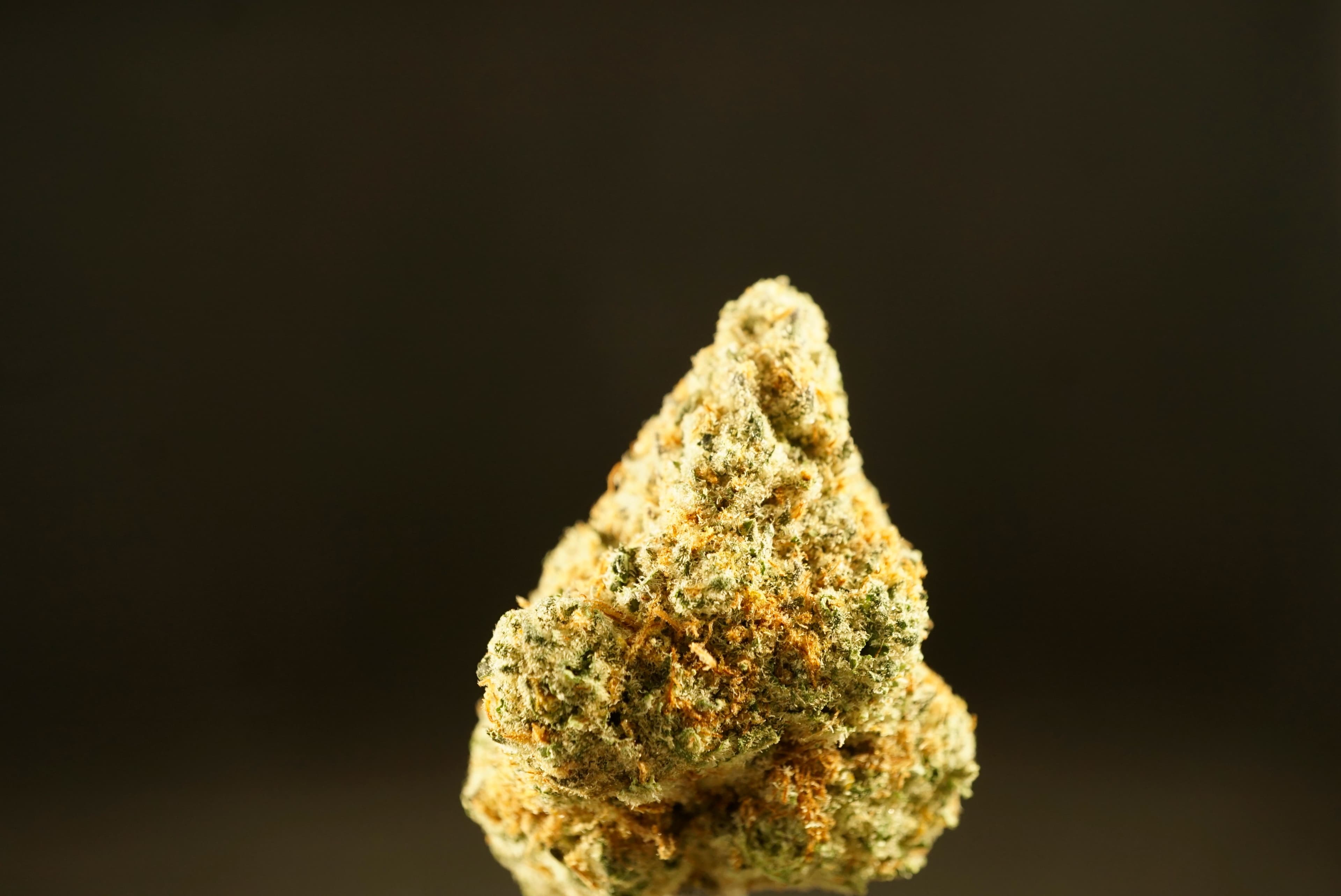 Prohibition Herb
