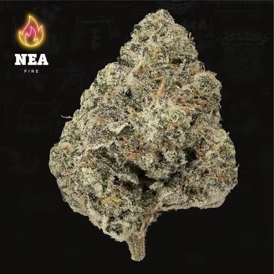 NEA Awarded Kine Garlic Cookies