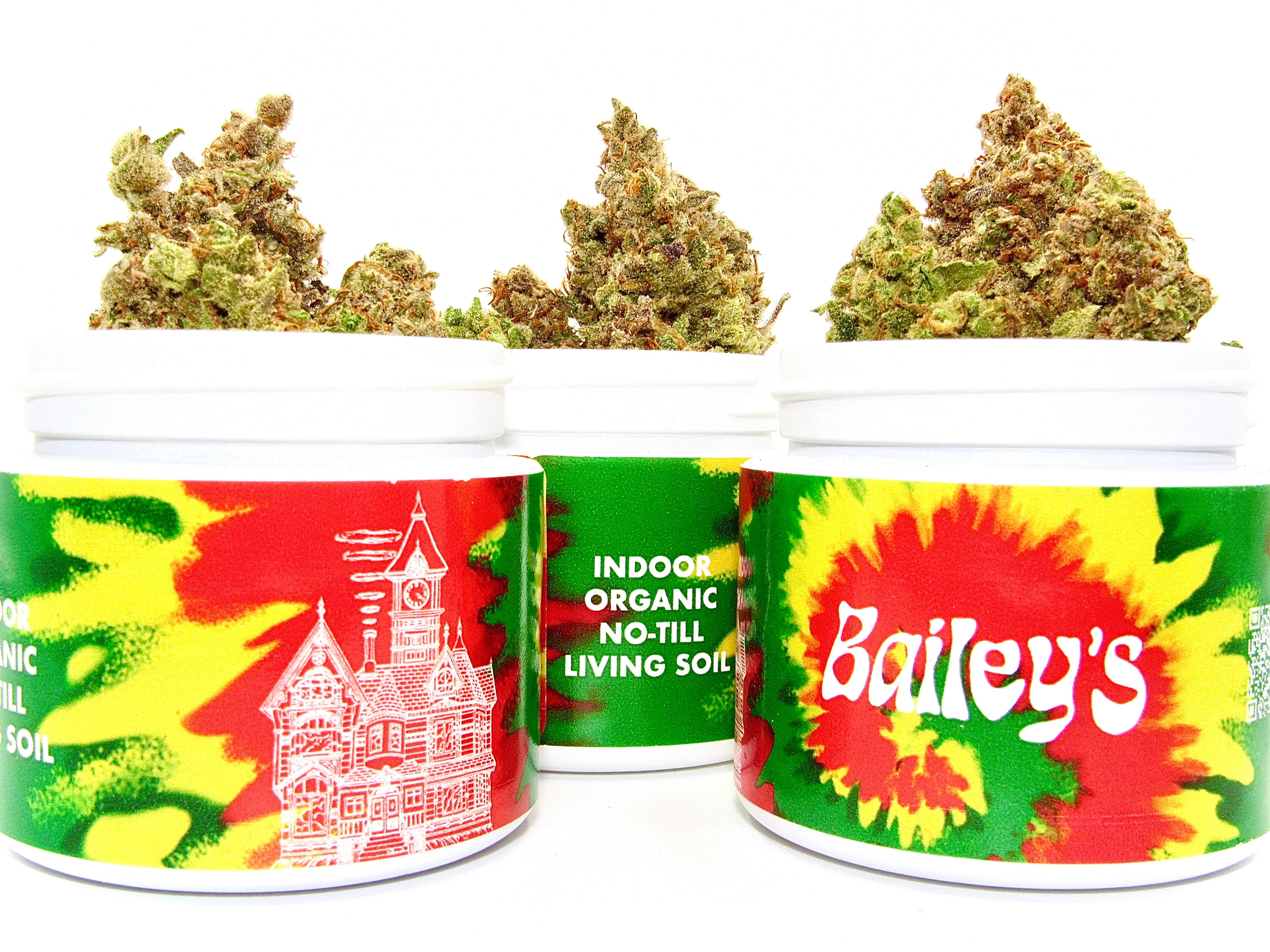 Bailey's Buds Blueberry Sugar | Bailey's Buds |