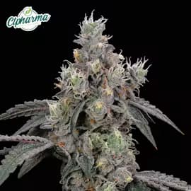 CTPharma Lemon Cherry Sherb Flower H 27181