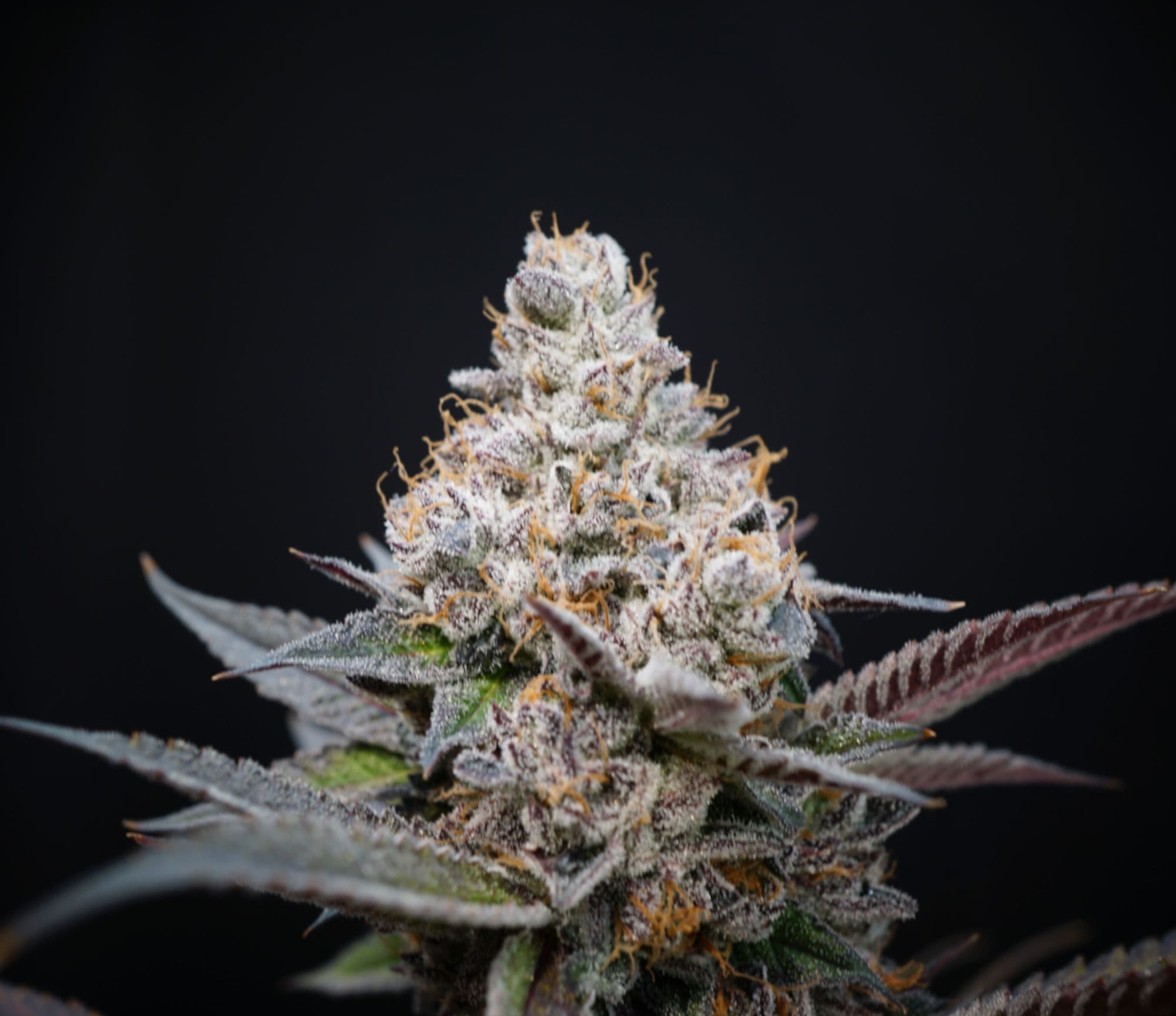 Strange Rootz Flower