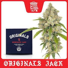 The Originals Jack Herer | 3.5g Flower