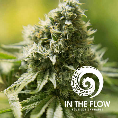 In The Flow In The Flow - Flower - Strawberry Mentz - Bulk
