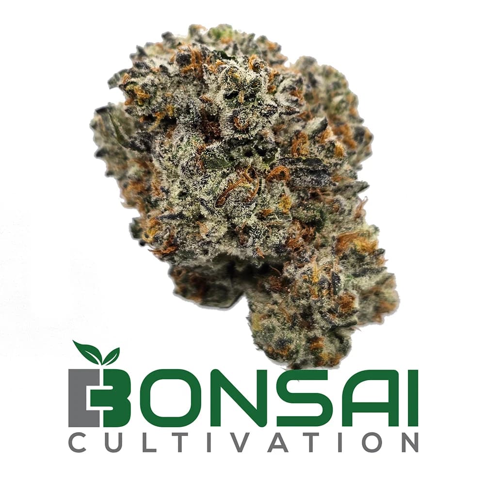 Bonsai Cultivation Sherbaccio