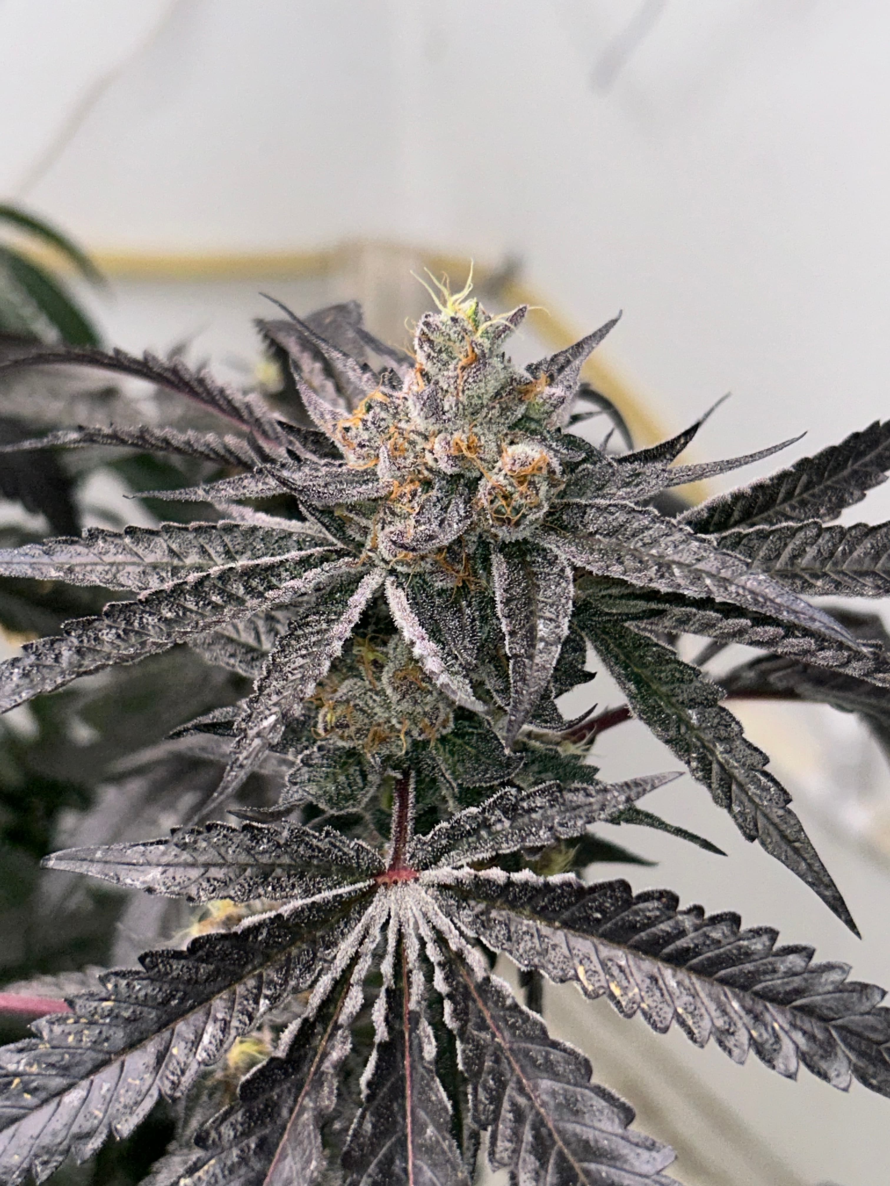 OG FARMS OG Gardens - Black Patronus (28.09%) - 1g
